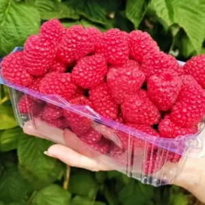Малина «Вайолет»