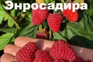 Малина «Энросадира-2»