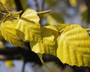 Береза повислая Голден Триумф (Betula pendula Golden Triumph) С3